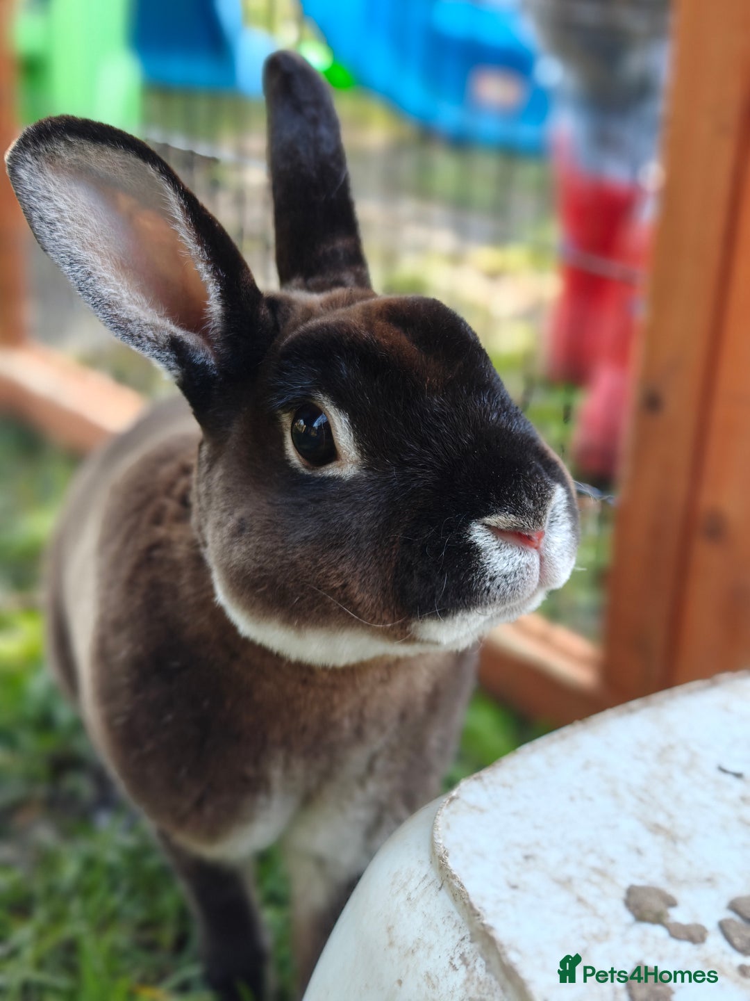 Rex rabbits for sale: Mini Rex Buck - Image 9
