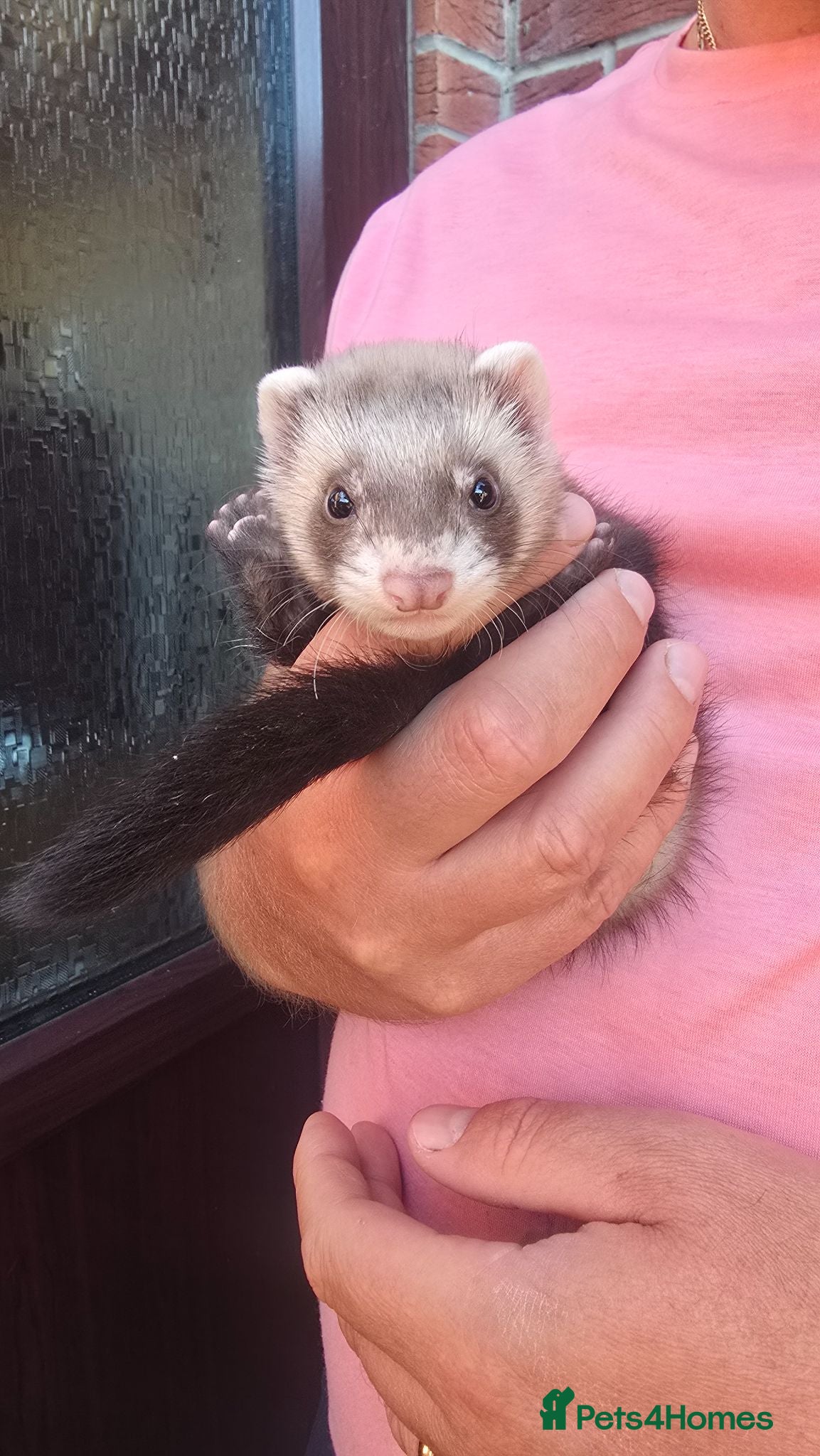Ferret rodents Kits Half Bew Half Sandy - Advert 8