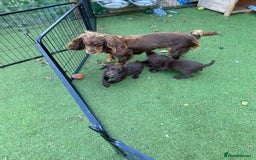 Cocker Spaniel dogs for sale: Health Tested Working Cocker Pups - Image 9