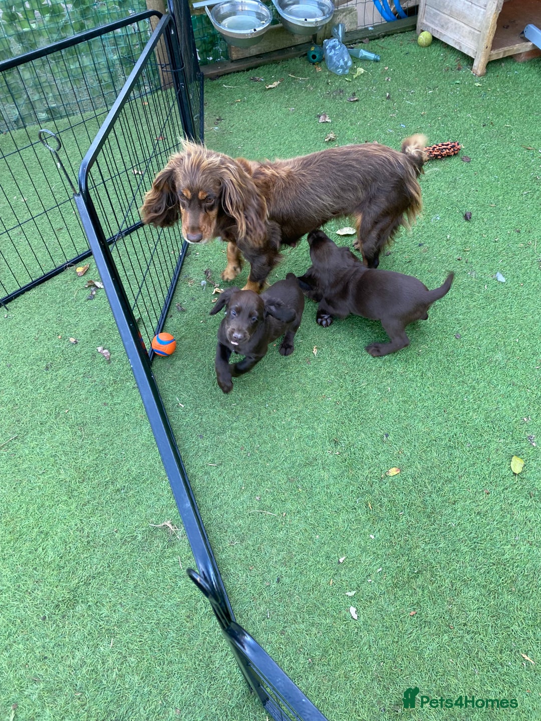 Cocker Spaniel dogs for sale: Health Tested Working Cocker Pups - Image 9