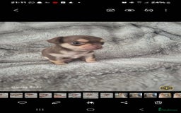 Chihuahua dogs for sale: Puppy - Image 3