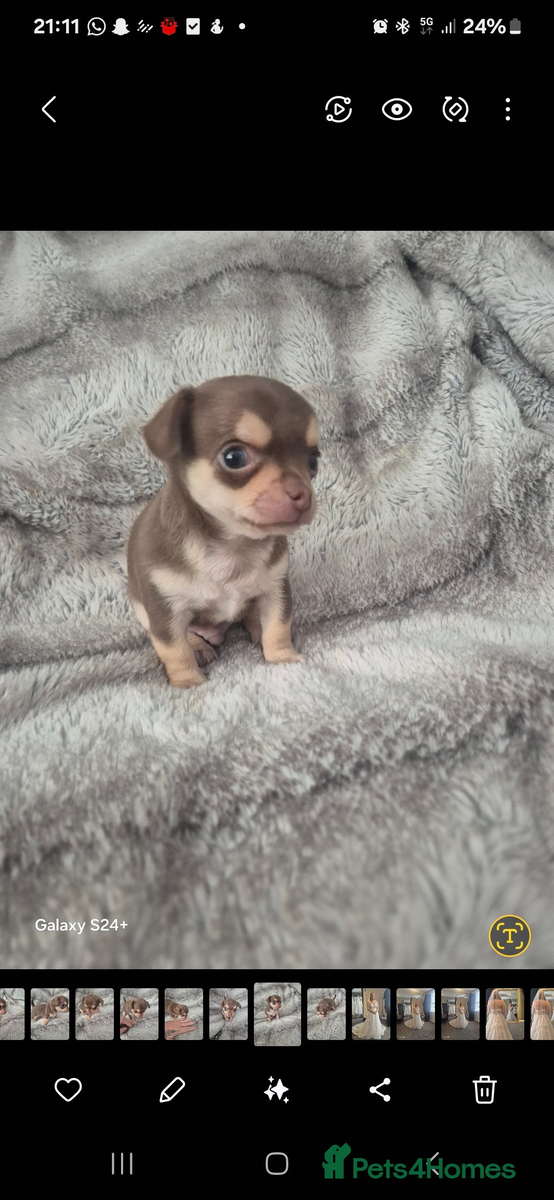 Chihuahua dogs for sale: Puppy - Image 3