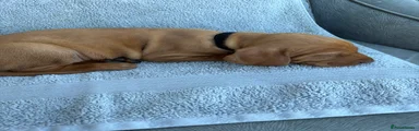 Hungarian Vizsla 7 Black 
