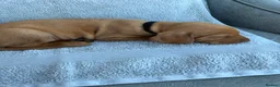 Hungarian Vizsla dogs for sale: 🐾 10 Beautiful Hungarian Vizsla Puppies 🐾 - Advert 5
