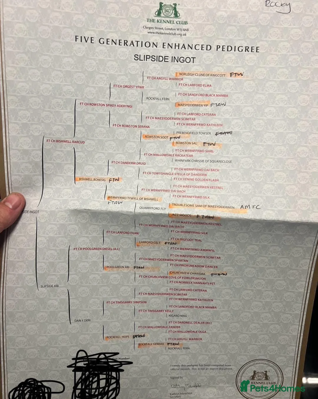 Cocker Spaniel dogs for stud: KC registered Champion bred working cocker  in Middlewich - Advert 4