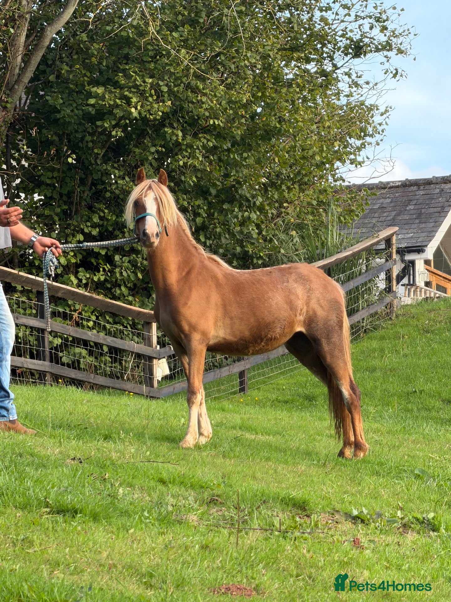 Welsh Section A horses Vouge / Blonde and Beautiful ! - Advert 2