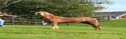 Welsh Section A horses for sale: Vouge / Blonde and Beautiful ! - Advert 2