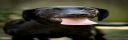 Labrador Retriever dogs for sale: Pedigree black female Labrador  in Lincoln - Advert 2