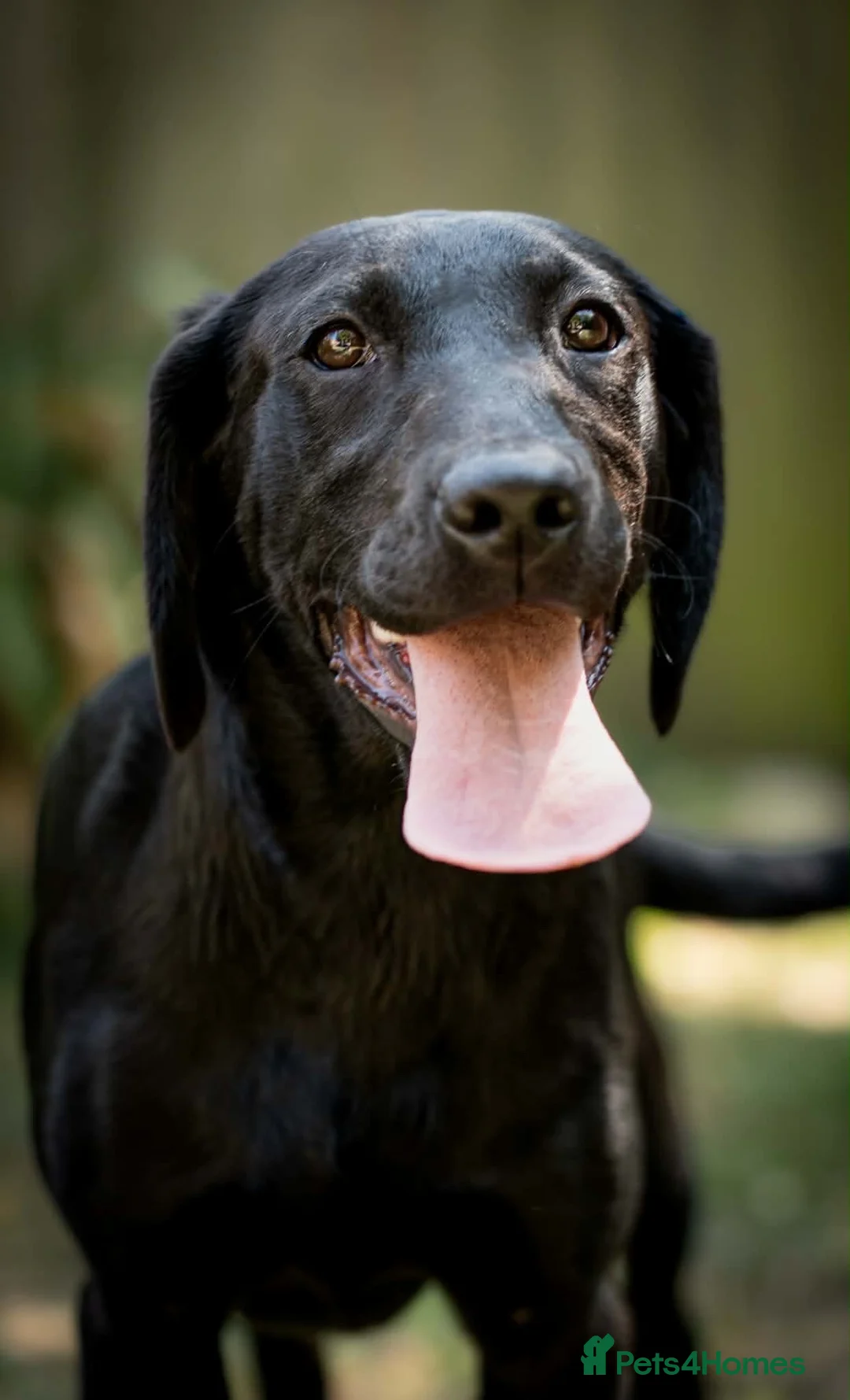 Labrador Retriever dogs for sale: Pedigree black female Labrador  in Lincoln - Advert 2