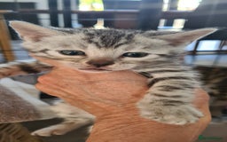 Bengal cats for sale: Full pedigree bengal kittens - Image 11