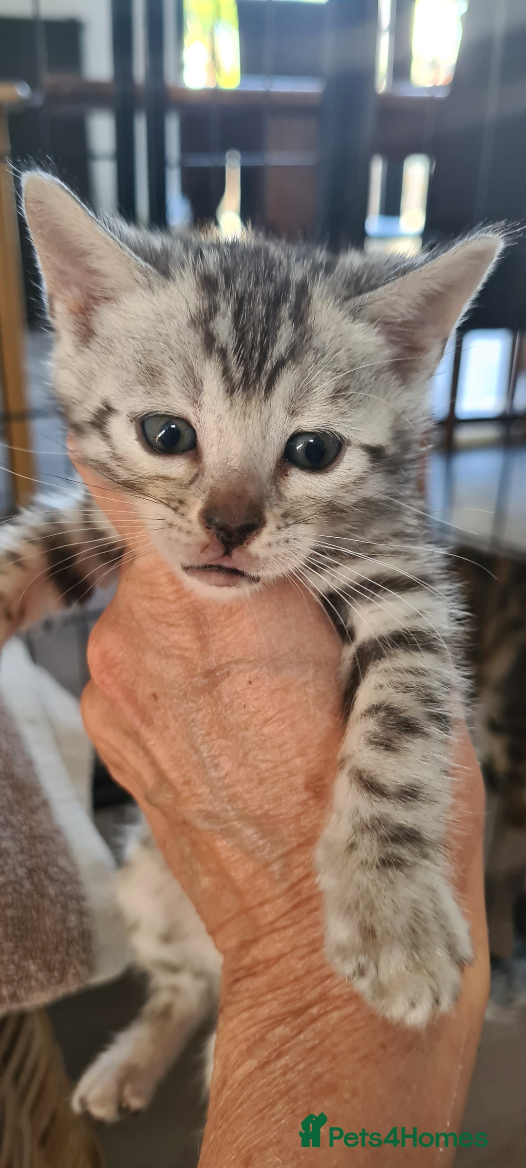 Bengal cats for sale: Full pedigree bengal kittens - Image 11