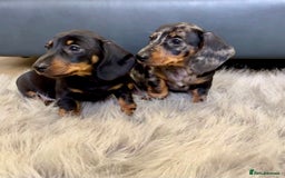 Dachshund dogs for sale: Miniature smooth haired Dachshund puppies  - Image 5