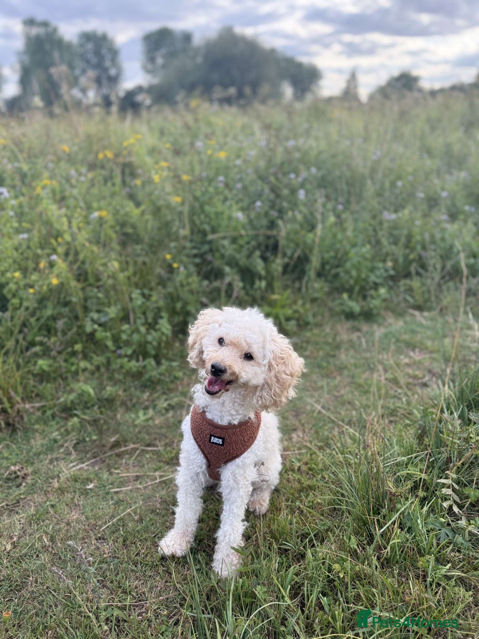 Miniature Poodle dogs Miniature poodle  - Advert 5