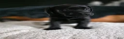 Labrador Retriever dogs for sale: High Quality Chunky Black Labrador Puppies - Advert 4