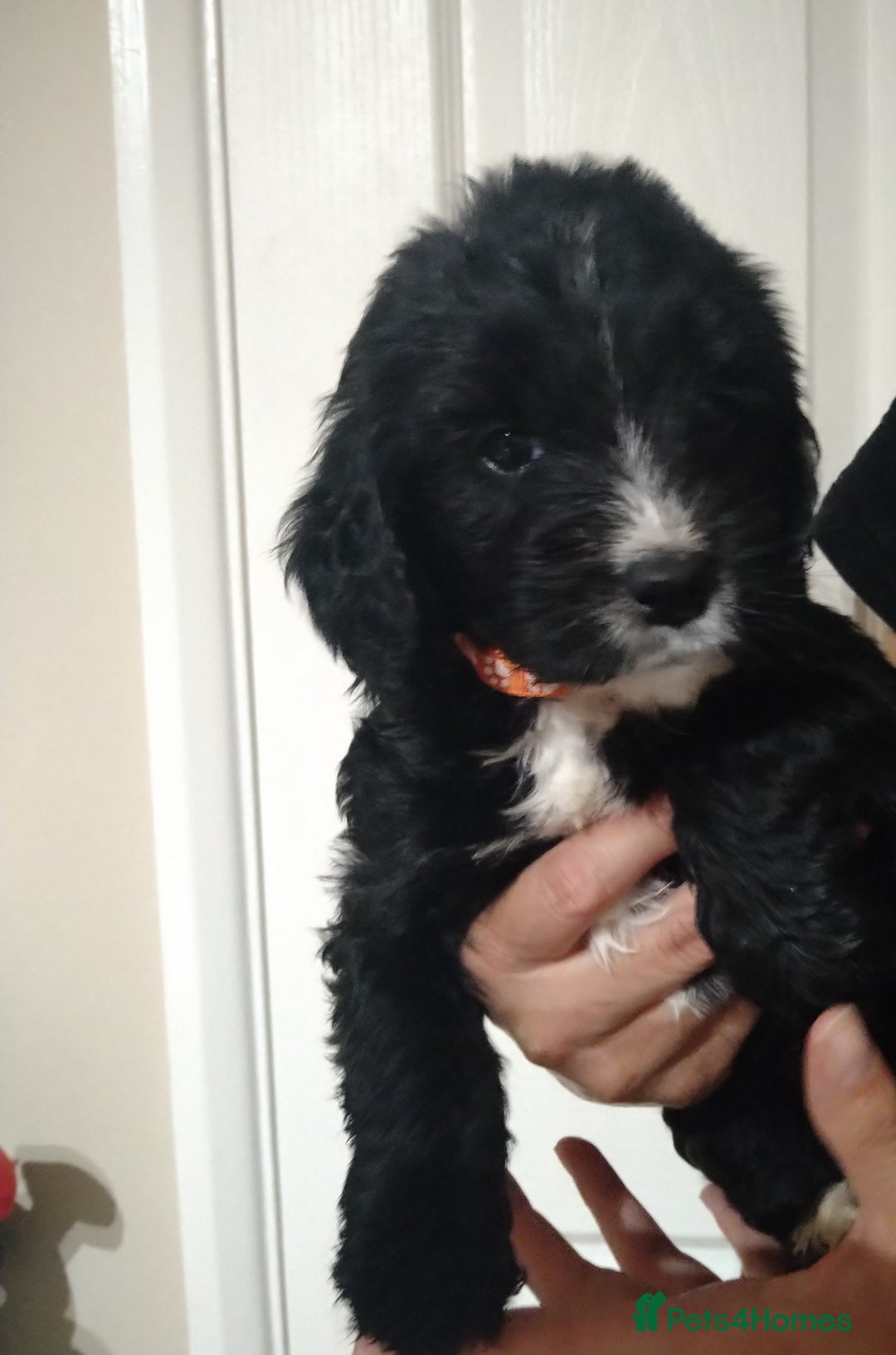 Cockapoo dogs for sale: cockerpoo  - Image 16