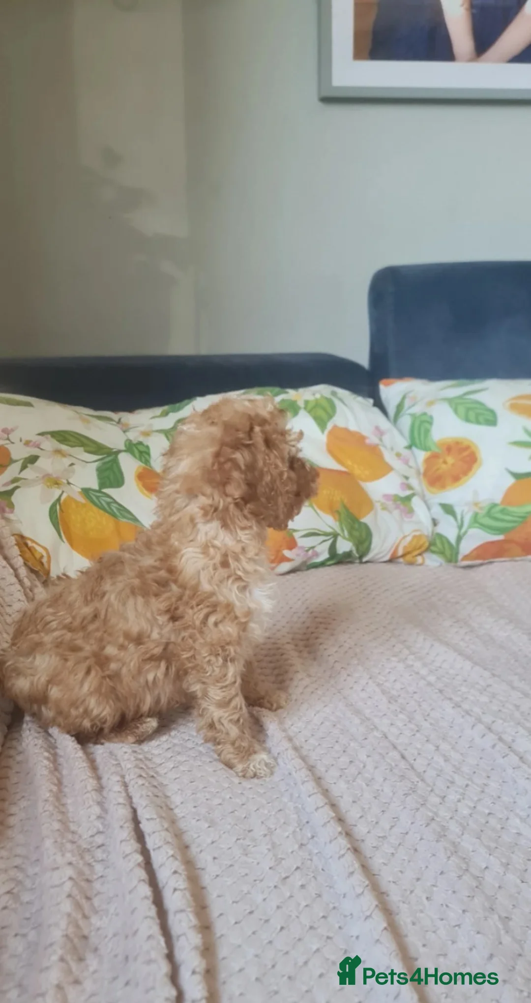 Cockapoo dogs for sale: Beautiful Cockapoo Pups Looking for Forever Homes in Reigate - Advert 2