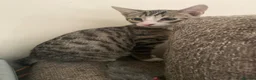 Mixed Breed cats for sale: Two adorable kittens for sale  - Advert 4