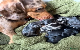 Miniature Dachshund dogs for sale: Male Silver Dapple Miniature Dachshund's  - Image 2
