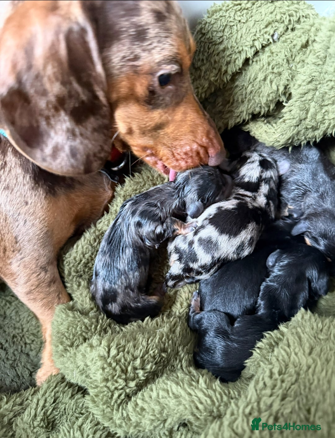 Miniature Dachshund dogs for sale: Male Silver Dapple Miniature Dachshund's  - Image 2