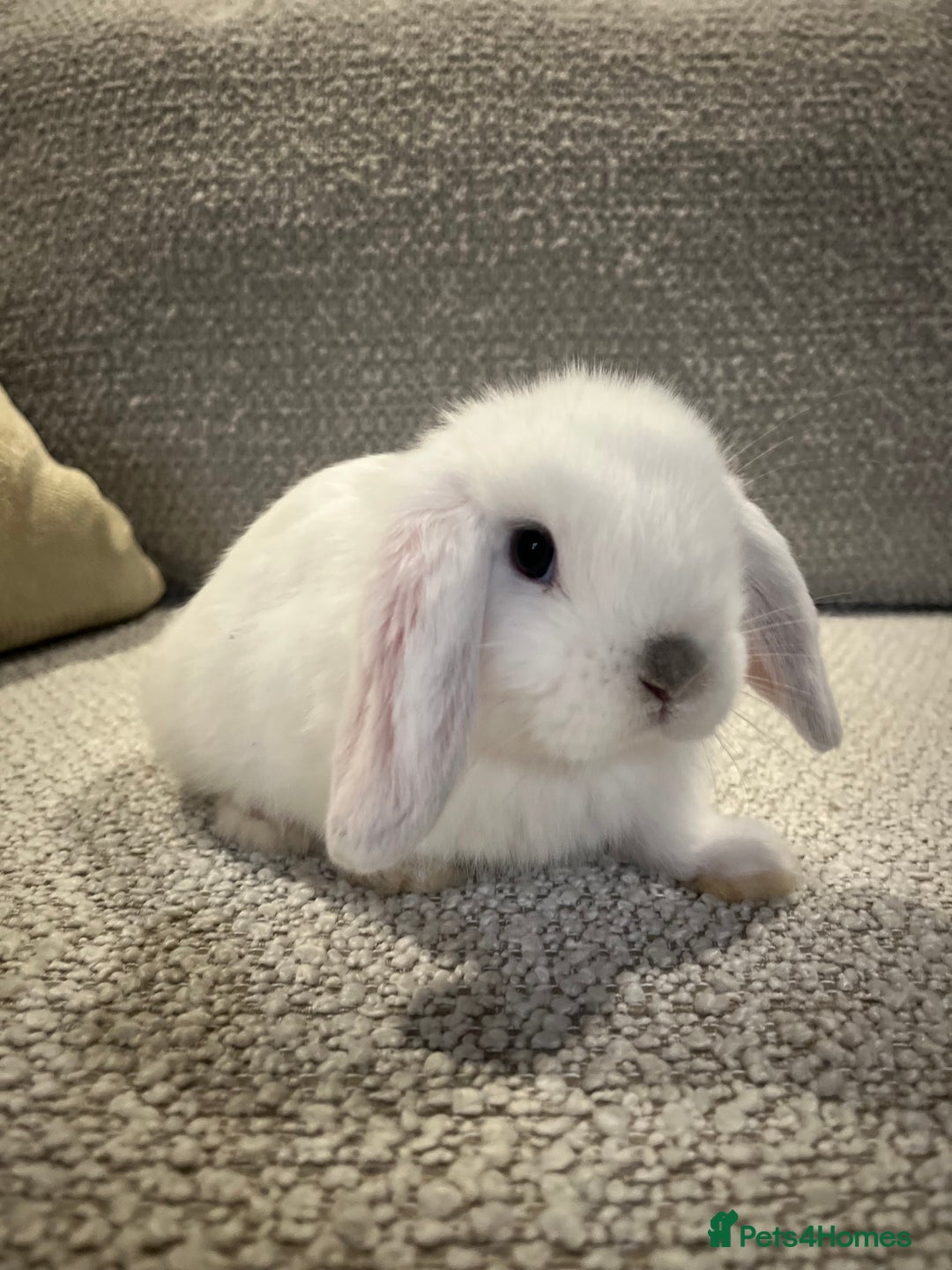 Mini Lop rabbits for sale: 8 week old Mini lop doe - Advert 3