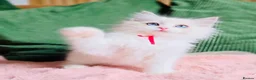Ragdoll cats for sale: READY NOW — BEAUTIFUL RAGDOLL KITTENS - Advert 9