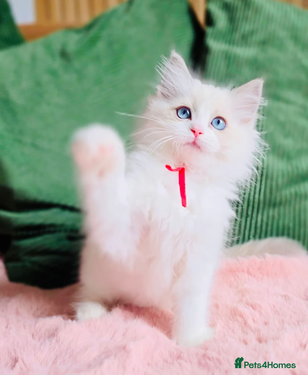 Ragdoll cats for sale: READY NOW — BEAUTIFUL RAGDOLL KITTENS - Advert 9