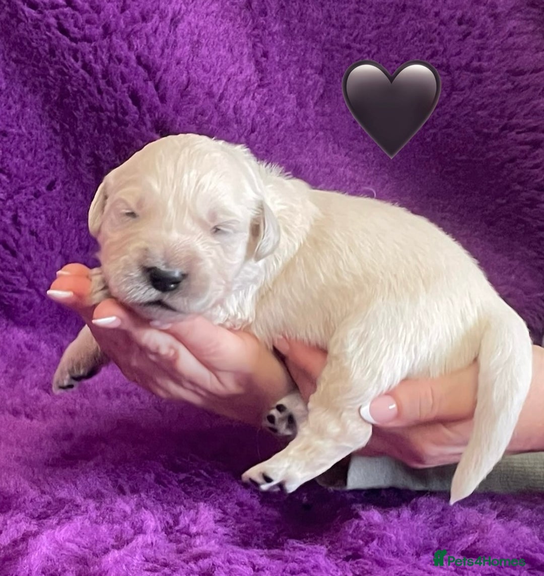 Golden Retriever dogs for sale: KC Reg Cream Boys from health tested parents.  - Image 25