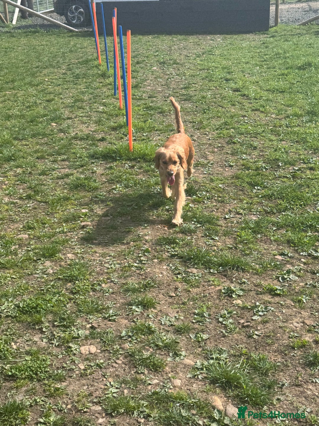 Mixed Breed dogs for sale: Molly 18 Month Old Cocker SpanielxGolden Retriever - Image 7