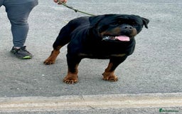 Rottweiler dogs for sale: 🏆Repeat breeding by No.1 Stud in the UK METAL!!🏆 - Image 8