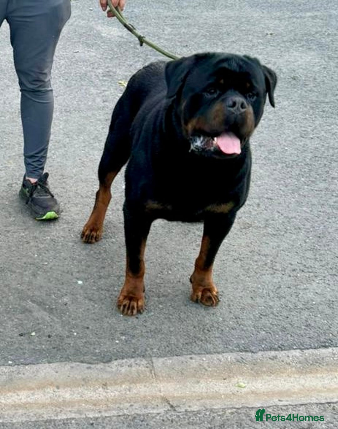 Rottweiler dogs for sale: 🏆Repeat breeding by No.1 Stud in the UK METAL!!🏆 - Image 8