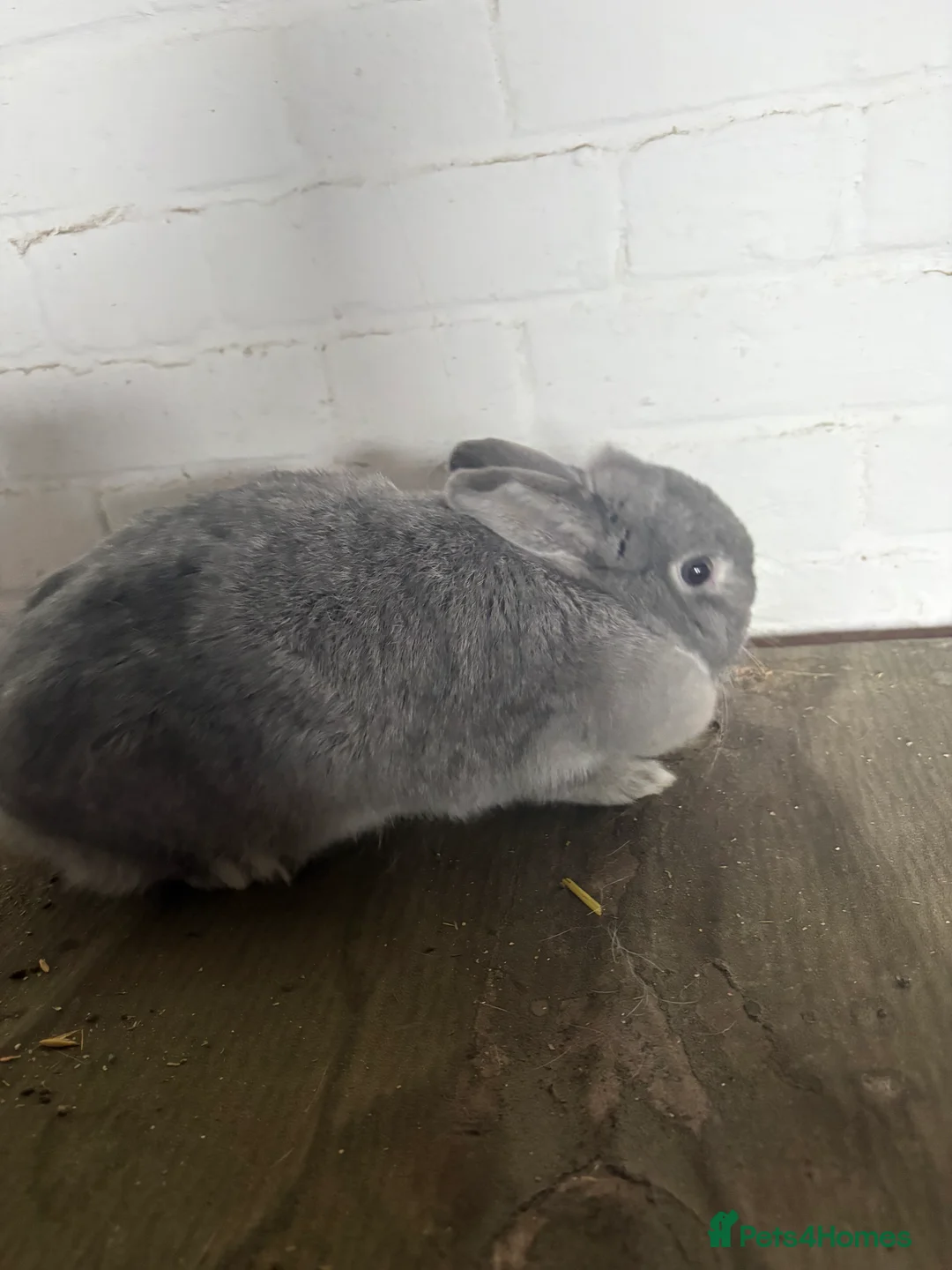 Mixed Breed rabbits for sale: female rabbit - Advert 2
