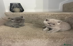British Shorthair cats for sale: British shorthair kittens for sale  - Image 9