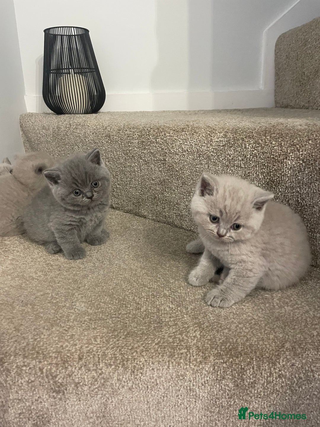 British Shorthair cats for sale: British shorthair kittens for sale  - Image 9