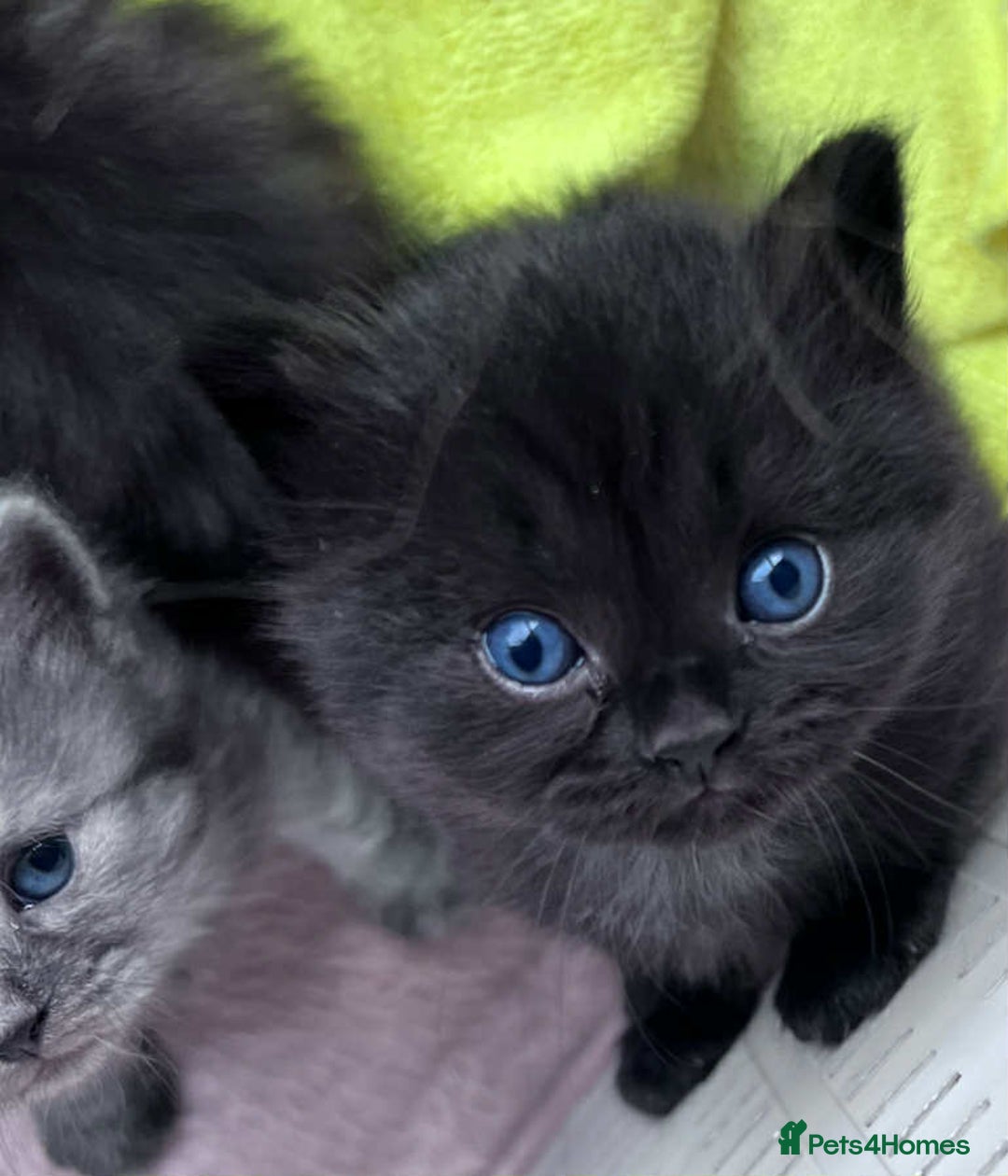Siberian cats for sale: Siberian Kittens - Image 3