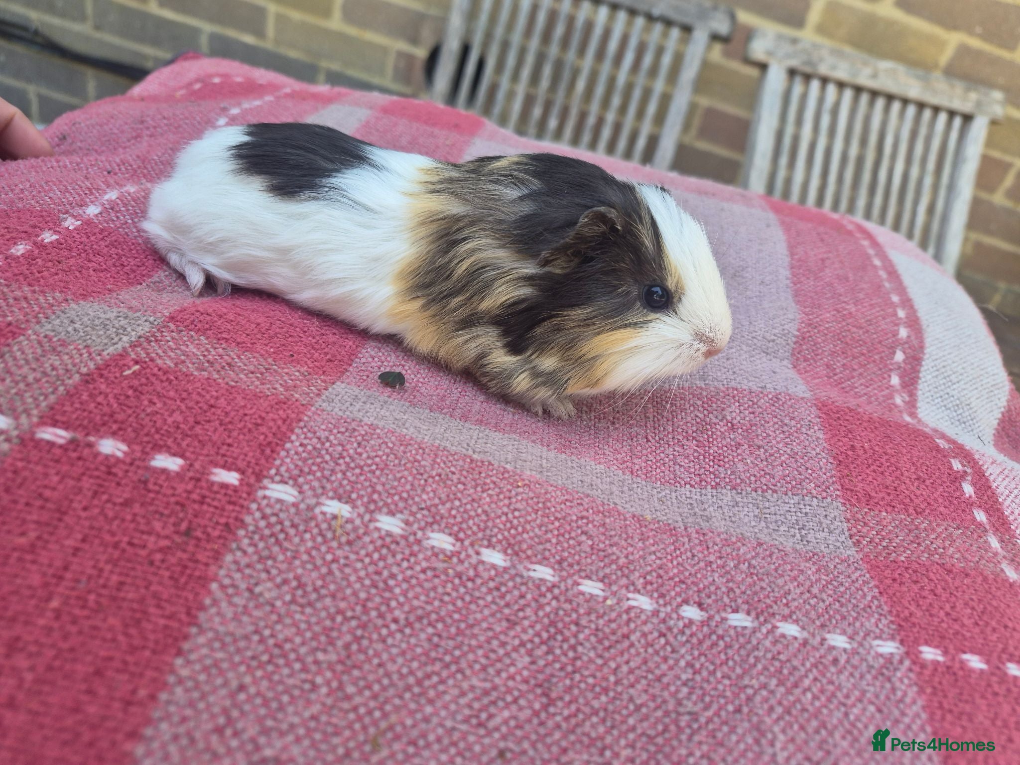Guinea Pig rodents Pair of beautiful boys  - Advert 10