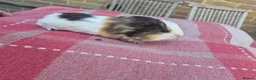 Guinea Pig rodents for sale: Guinea pigs in Salisbury - Advert 3