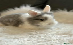 Mixed Breed rabbits for sale: Lionhead/rex babies  - Image 4