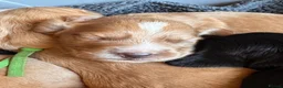 Cocker Spaniel dogs for sale: Olive’s Cocker Spaniel Pups! in Eastbourne - Advert 13