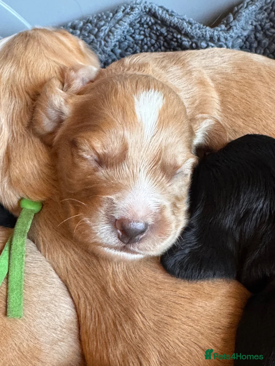 Cocker Spaniel dogs for sale: Olive’s Cocker Spaniel Pups! in Eastbourne - Advert 13