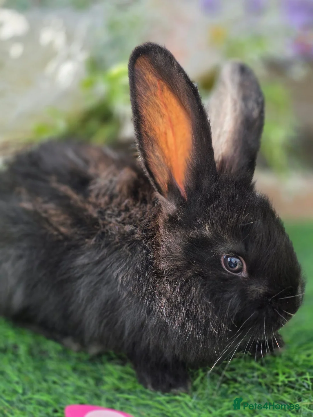 Continental Giant rabbits for sale: 3 black continental babies for RESERVE - Advert 1