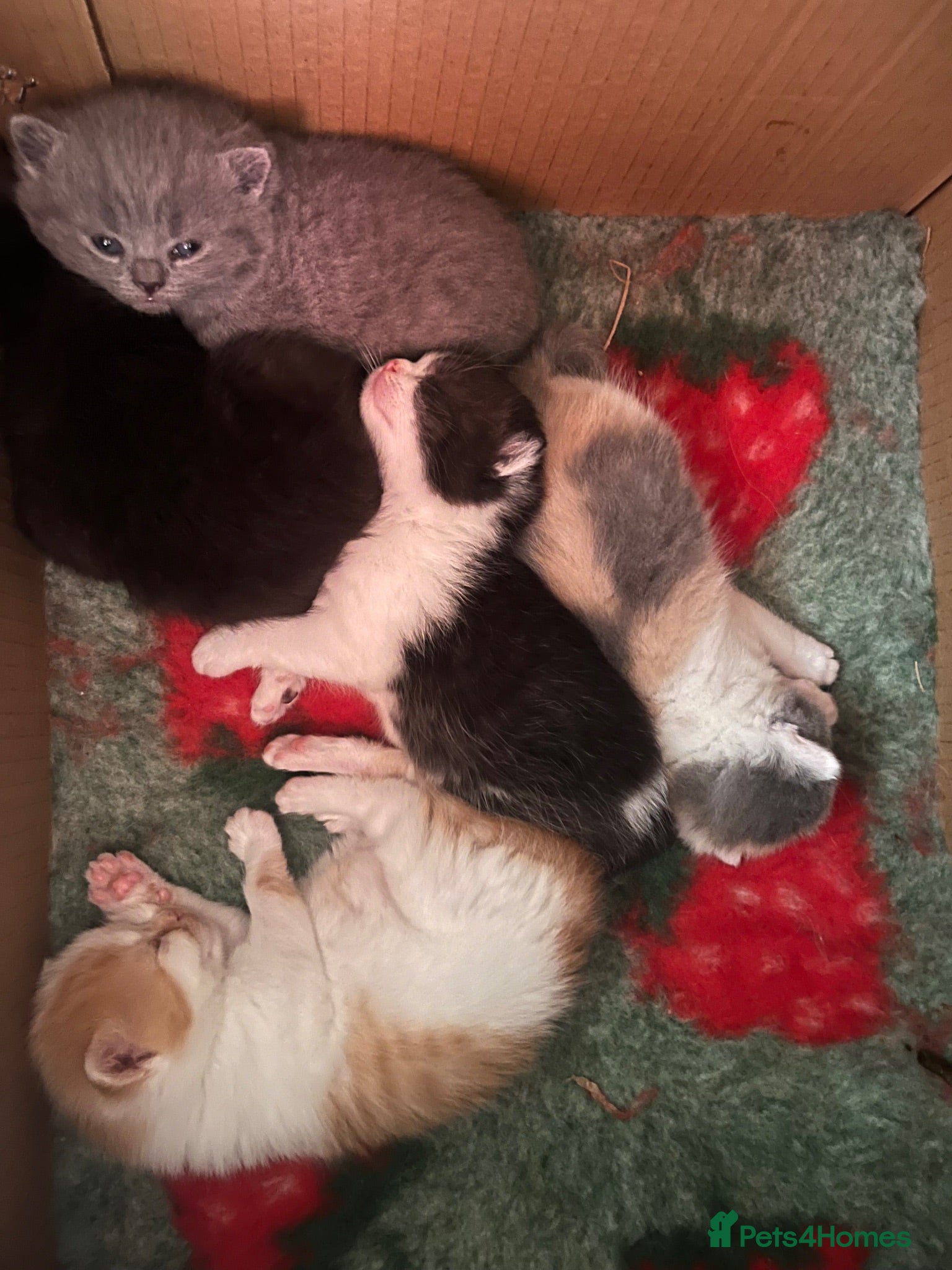 British Shorthair cats British short hair kittens  - Advert 1