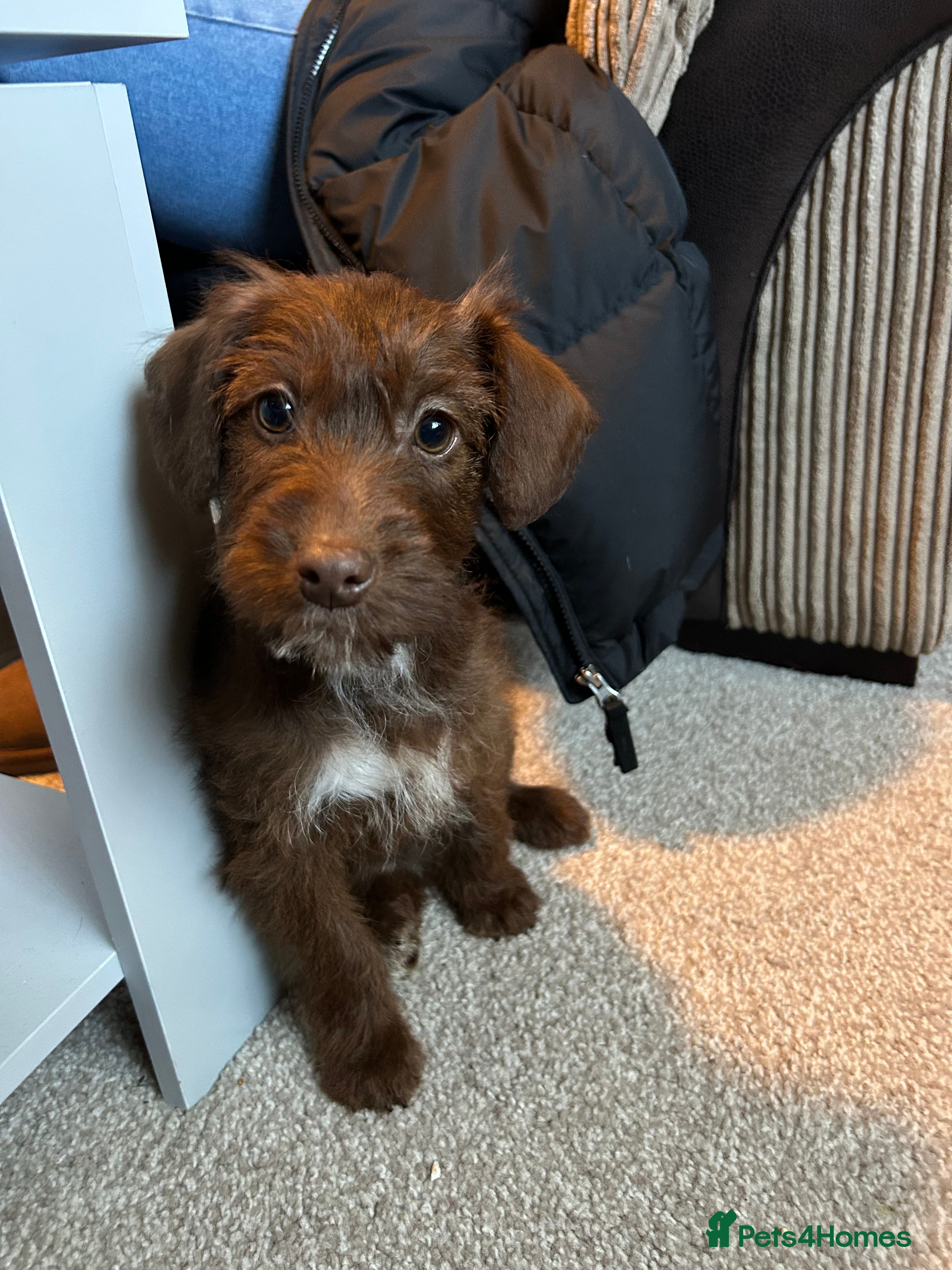 Mixed Breed dogs Cokerpoo - Advert 9