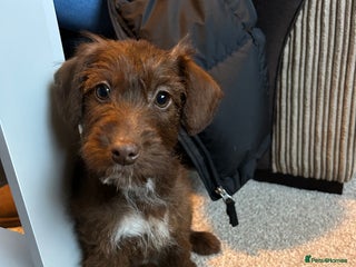 Mixed Breed dogs Cokerpoo - Advert 1