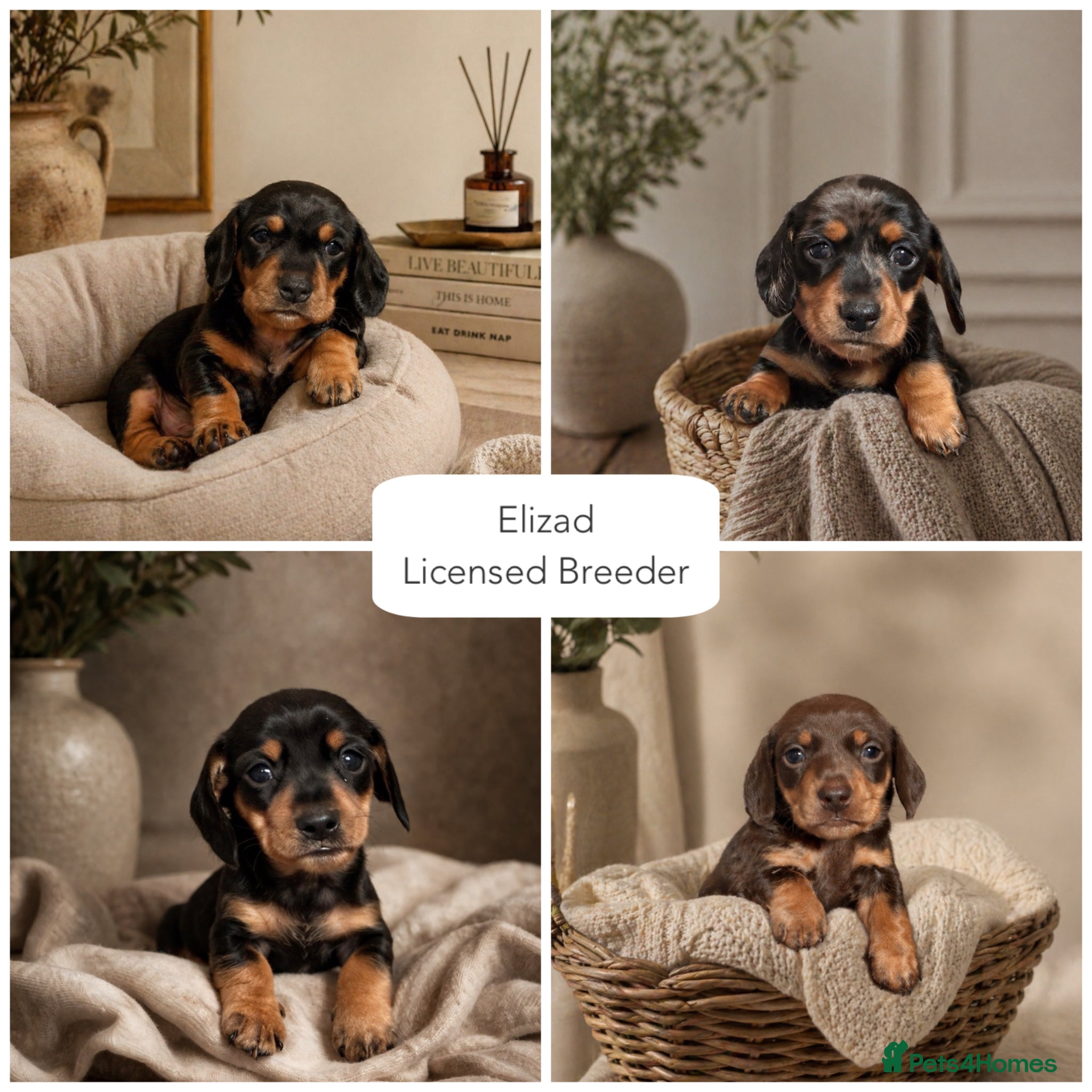 Miniature Dachshund dogs Licensed. Min smooth, kc/pra clear ready 25/5  - Advert 5