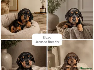 Miniature Dachshund dogs Licensed. Min smooth, kc/pra clear ready 25/5 - Advert 5