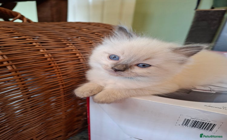Ragdoll cats - Advert 3