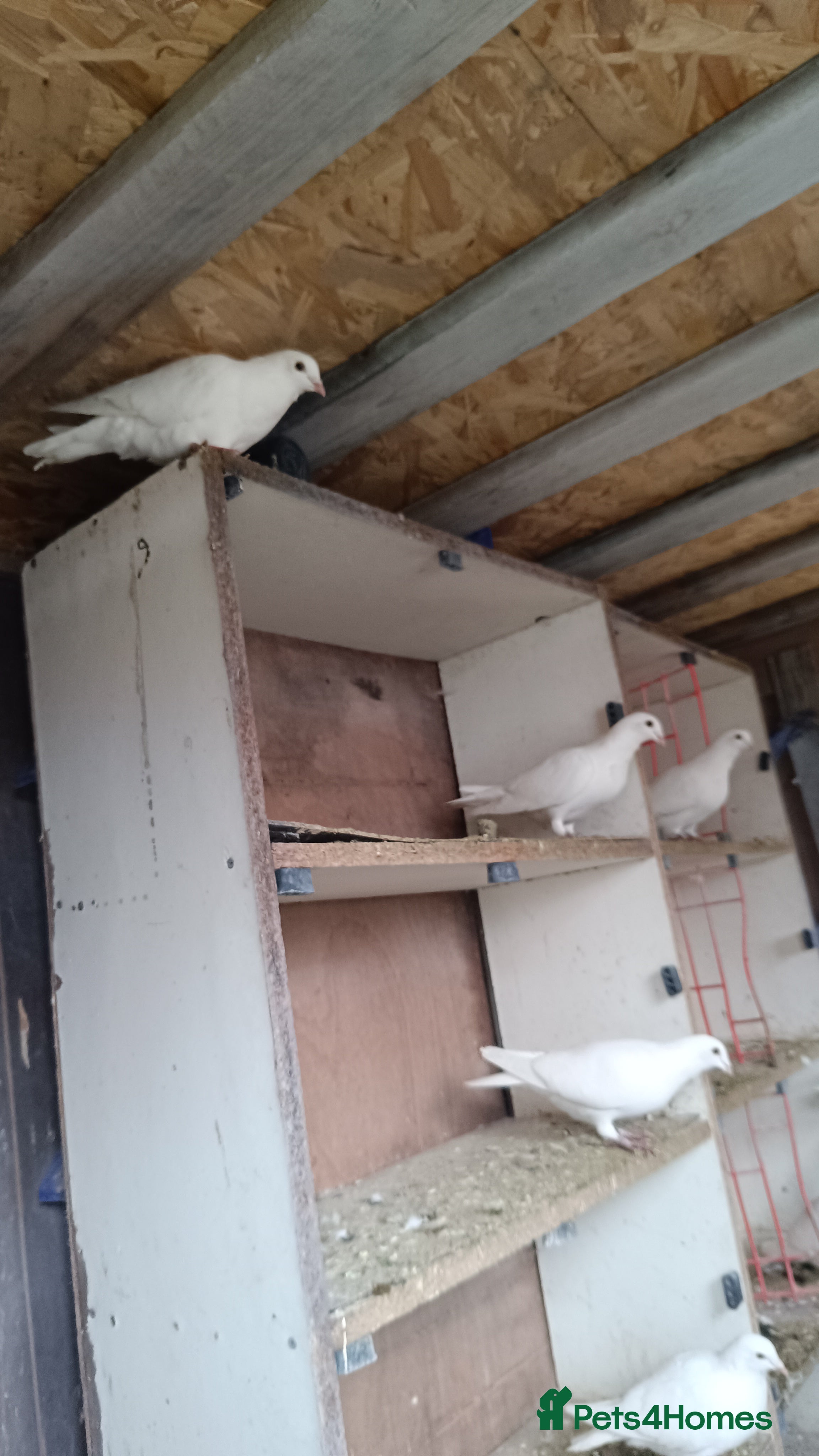 Pigeons birds White racing pigeons / doves for sale  - Advert 5