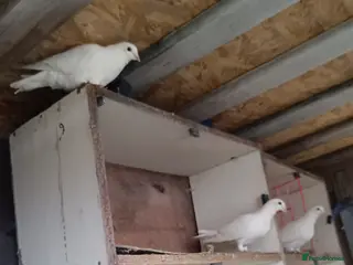 Pigeons birds White racing pigeons / doves for sale - Advert 1
