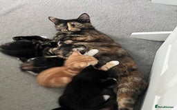 American Shorthair cats for sale: Playful Kittens Looking for Forever Homes - Image 1