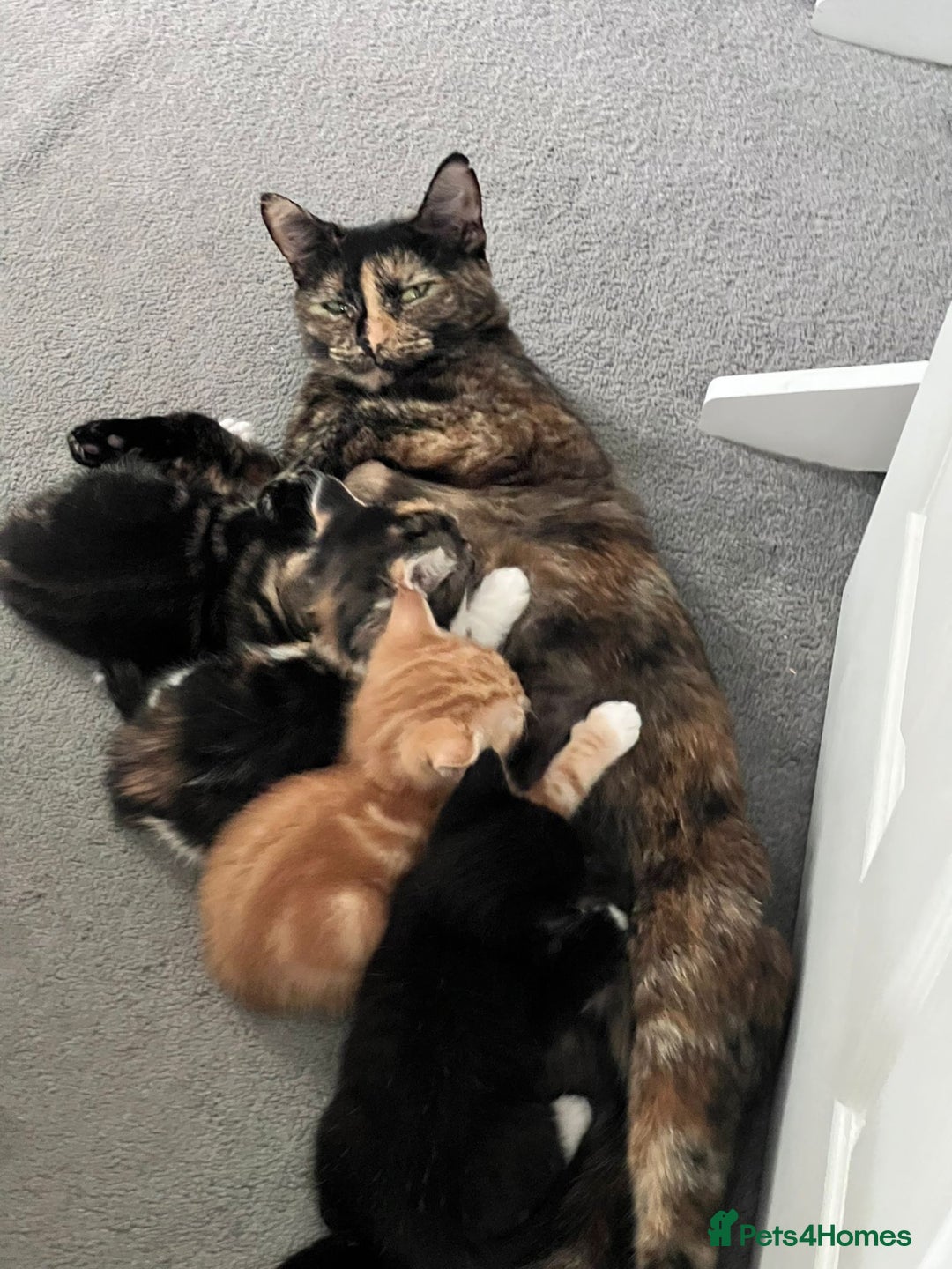 American Shorthair cats for sale: Playful Kittens Looking for Forever Homes - Image 1